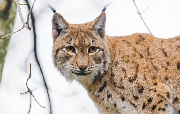 Кошка, морда, портрет, рысь, большая кошка