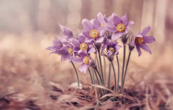 Цветы, природа, поляна, размытие, весна, розовые, сиреневые, боке