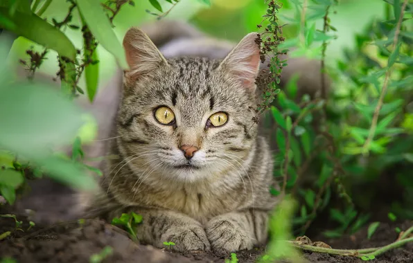 Кошка, трава, кот, взгляд, лапки, мордочка, Алексей Корнеев