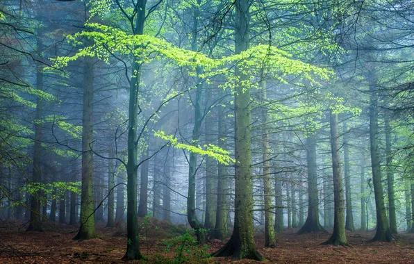 Лес, деревья, туман, Великобритания, Darley Moor