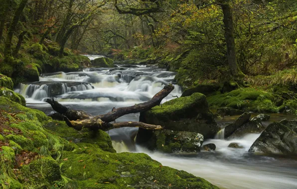 Картинка осень, лес, деревья, река, Англия, мох, Devon, пороги
