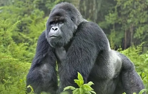 Картинка nature, animal, gorilla, wildlife