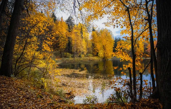 Осень, лес, небо, деревья, ветки, озеро, пруд, парк