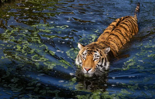Взгляд, морда, вода, тигр, пруд, купание, водоем, синий фон
