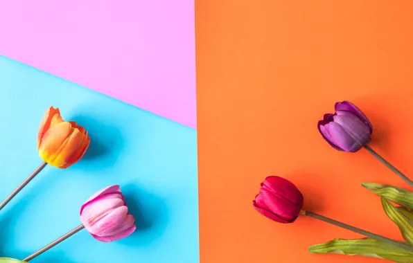 Картинка цветы, фон, colorful, тюльпаны, flowers, tulips