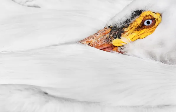 Макро, птица, American White Pelican