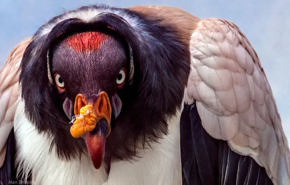 Картинка птица, Sarcoramphus, Королевский гриф