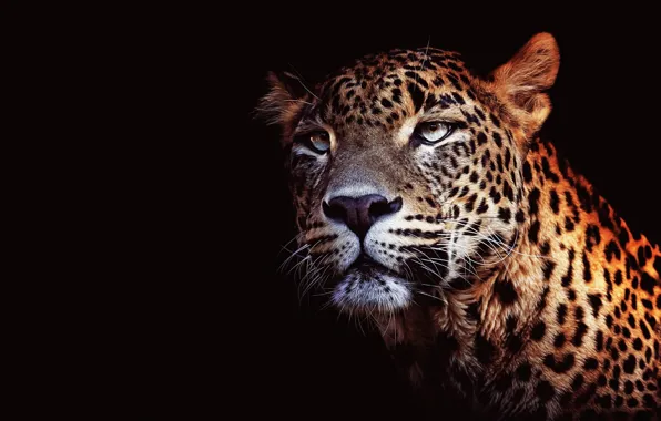 Картинка кошка, глаза, взгляд, морда, крупный план, портрет, леопард, черный фон