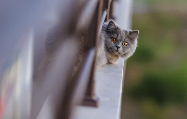Картинка кот, морда, забор, смотрит