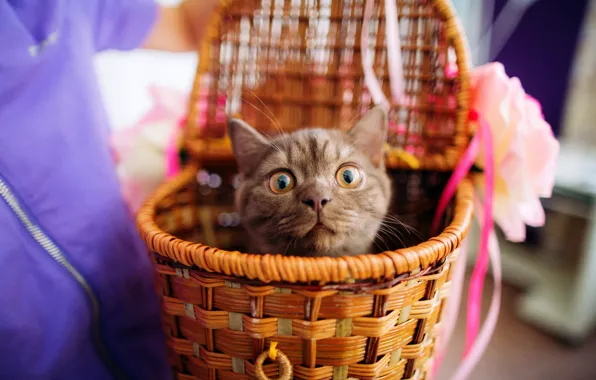 Кошка, глаза, взгляд, котенок, эмоции, серый, фон, корзина
