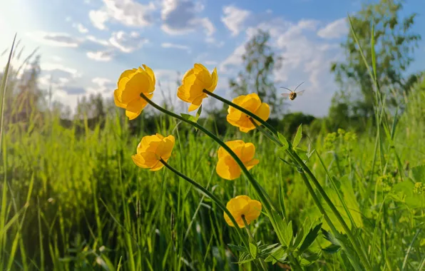 Цветы, желтые, купальницы