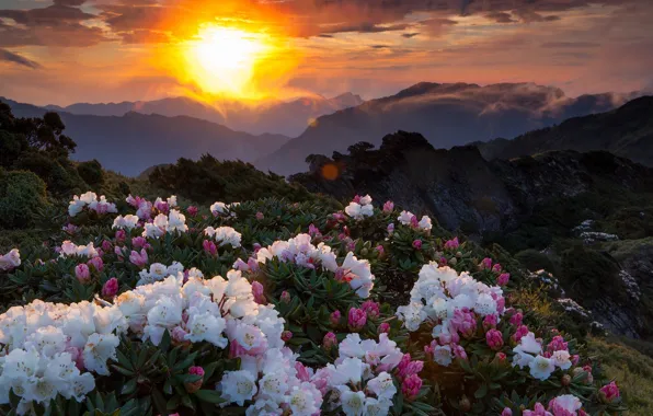 Закат, цветы, горы