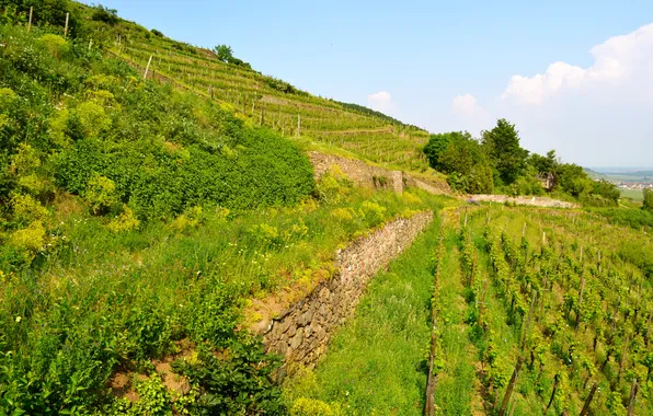 Картинка зелень, трава, Франция, поля, склон, кусты, плантации, Alsace