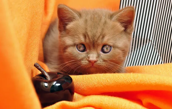 Кошка, взгляд, полоски, поза, котенок, яблоко, портрет, малыш