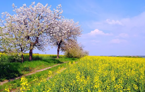 Картинка поле, небо, трава, солнце, деревья, цветы, весна, желтые