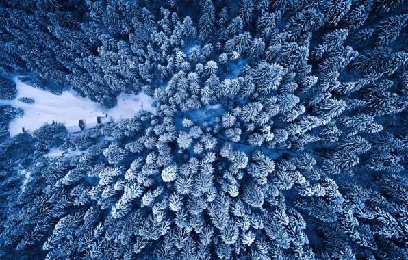 Картинка зима, лес, вид сверху, Adnan Bubalo