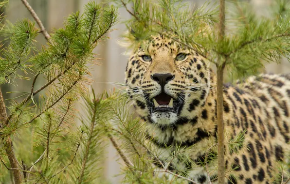 Картинка кошка, взгляд, морда, леопард, сосна, амурский леопард