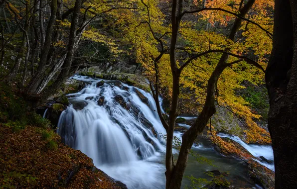 Осень, лес, деревья, река, водопад, Япония, каскад
