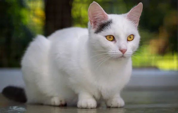 Картинка кошка, белый, кот, взгляд, морда, поза, фон, сидит