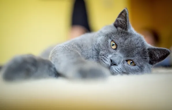 Кошка, кот, взгляд, поза, котенок, серый, лапы, лежит