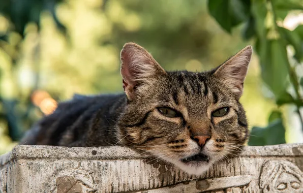 Картинка кошка, кот, взгляд, морда, листья, природа, серый, фон