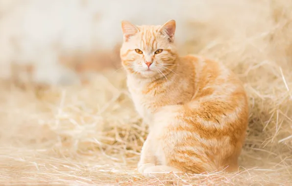 Картинка кошка, взгляд, сено, рыжая, рыжий кот