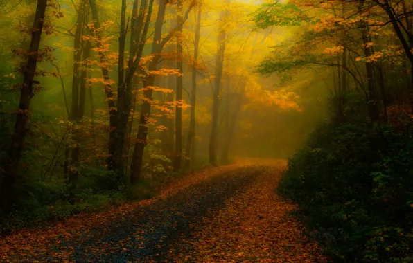 Картинка дорога, осень, лес, деревья, природа, туман, листва, обработка
