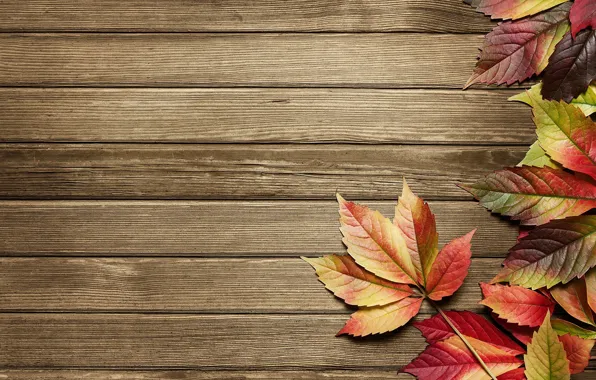 Картинка wood, autumn, pattern, leaves