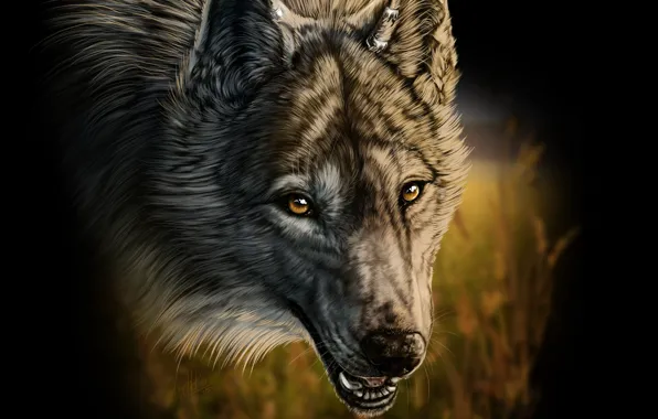 Картинка трава, волк, клыки, art, wolfroad