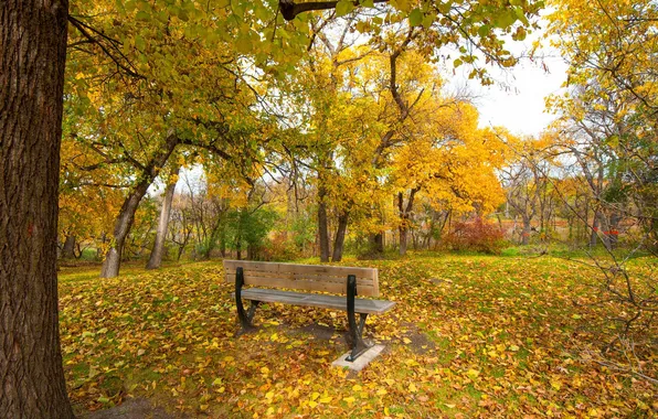 Картинка грусть, осень, трава, листья, парк, дерево, настроение, скамья