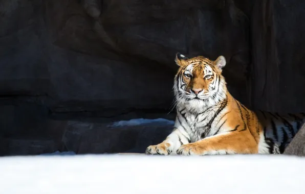 Картинка зима, снег, тигр, отдых, хищник, дикая кошка