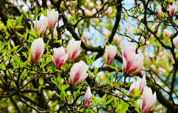 Flower, spring, magnolia, twigs, blooming