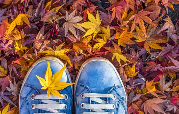 Картинка осень, листья, кеды, шнурки