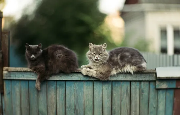 Кошки, коты, забор