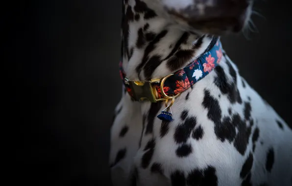 Пятна, ошейник, animal, pet