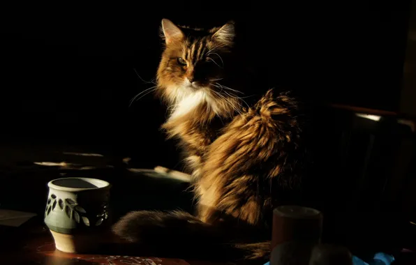 Картинка кошка, взгляд, стол, ваза