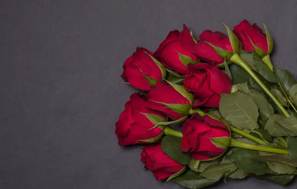 Цветы, розы, красные, red, бутоны, flowers, romantic, roses