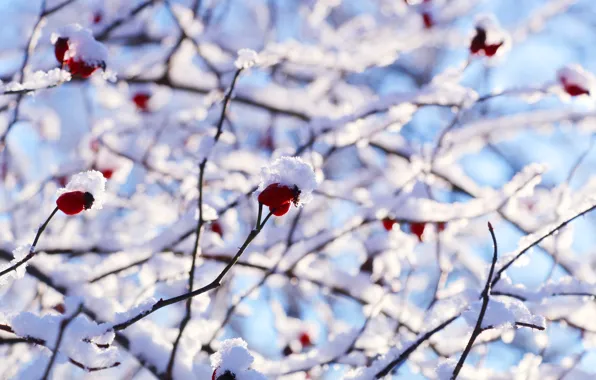White, winter, snow, cold, twig