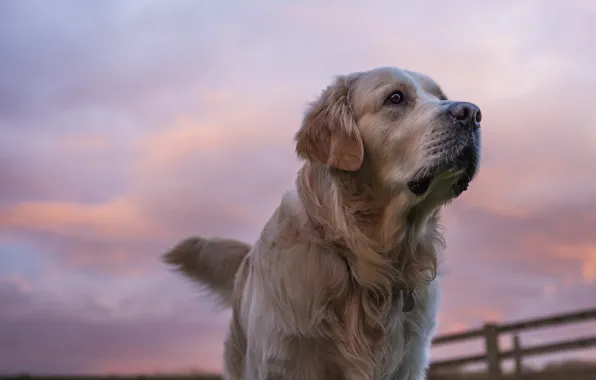 Картинка собака, золотистый ретривер, голден ретривер