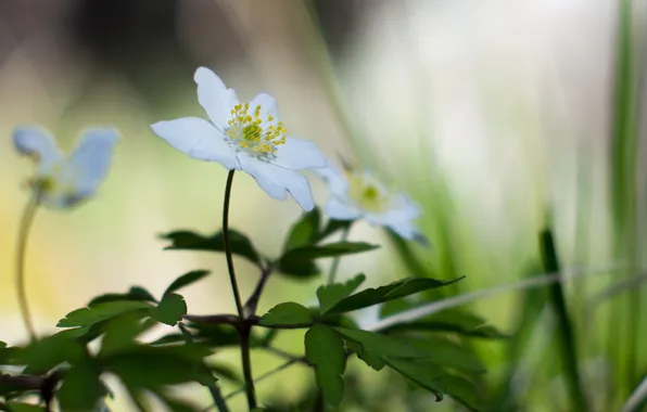 Макро, цветы, природа, весна