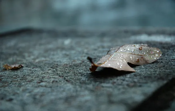 Картинка осень, вода, капли, дождь, листик, лежит, дубовый