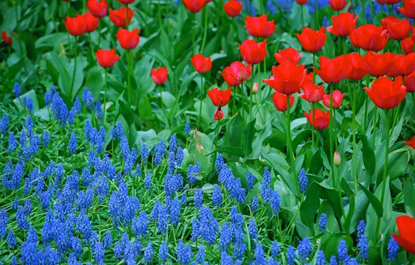 Картинка лепестки, сад, луг, тюльпаны
