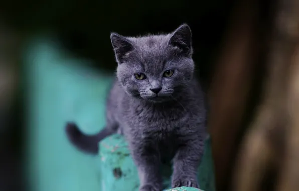 Глаза, малыш, котейка