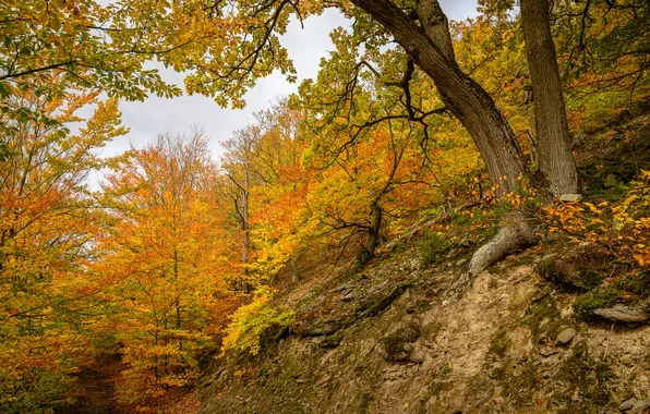 Осень, лес, деревья, ветки, природа, камни, скалы, стволы