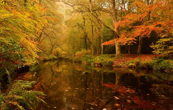 River, Forest, Trees