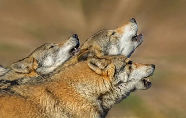 Природа, звери, волки