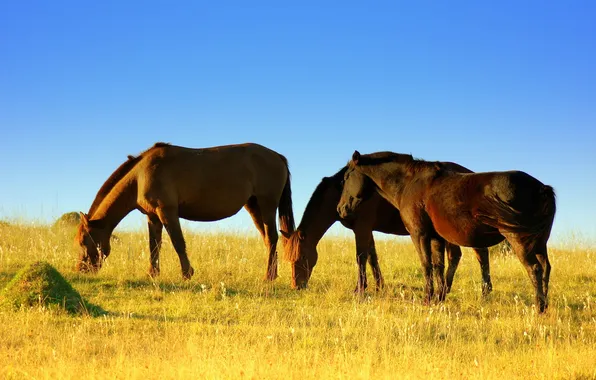 Картинка поле, лето, кони