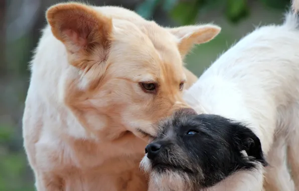Животные, собаки, dogs