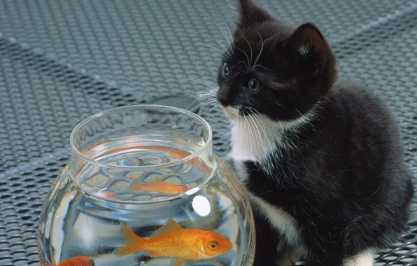 Картинка кошка, белый, кот, котенок, черный, аквариум, рыба, cat