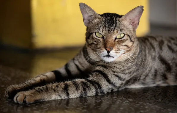 Кошка, кот, взгляд, поза, серый, лапы, пол, лежит